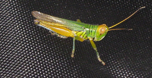 Cricket on my suitcase