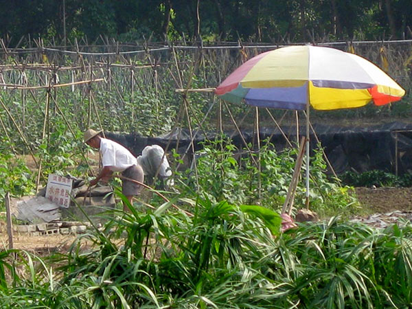 A field worker