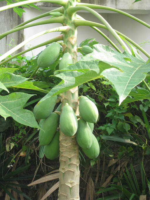 Fruit tree