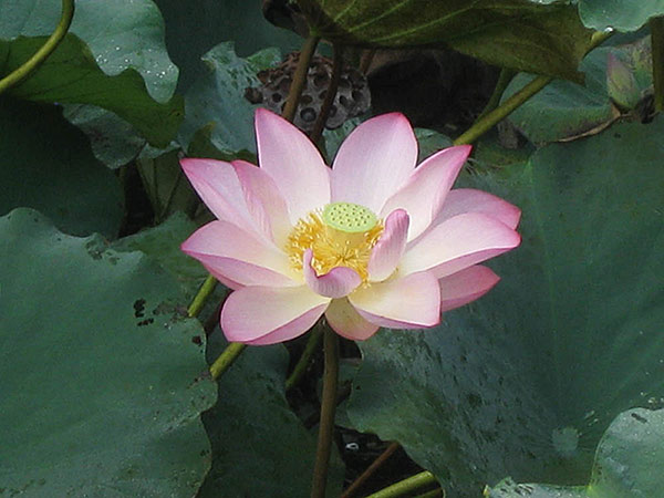 Lotus blossom