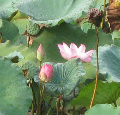 Lotus buds