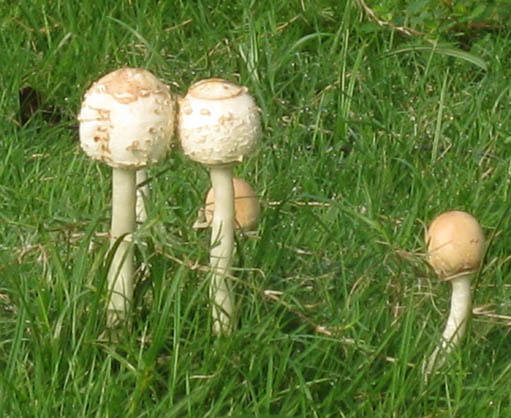 Mushrooms