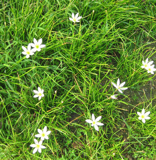 Small flowers